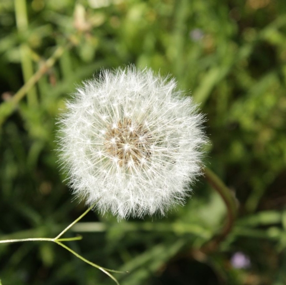 Meet your Posher, Tara - Picture 2 of 4